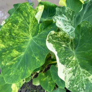 Colocasia Xanthosoma Variegated Live Plant - Mickey Mouse Elephant Ear Taro - 5-9