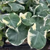 Colocasia Xanthosoma Variegated Live Plant - Mickey Mouse Elephant Ear Taro - 5-9" Tall - Image 1