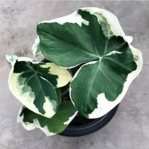Colocasia Xanthosoma Variegated Live Plant - Mickey Mouse Elephant Ear Taro - 5-9
