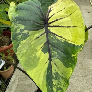 Colocasia Xanthosoma Variegated Live Plant - Mickey Mouse Elephant Ear Taro - 5-9