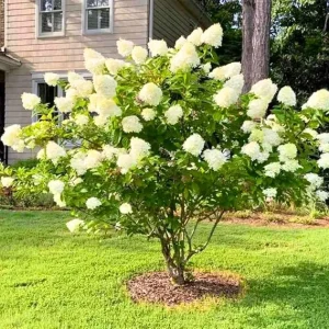 Color Changing Hydrangea Live Plant - White to Pink Blooms in 2.5 Inch Pot - Image 7