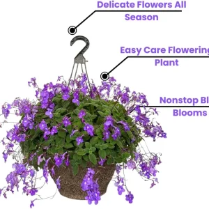 Concord Blue Streptocarpella Live Plant – 2 Pack – 4-6 in Tall – Indoor/Outdoor - Image 3