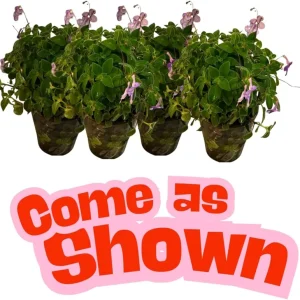 Concord Blue Streptocarpella Live Plant – 2 Pack – 4-6 in Tall – Indoor/Outdoor - Image 4