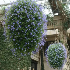 Concord Blue Streptocarpella Live Plant – 2 Pack – 4-6 in Tall – Indoor/Outdoor - Image 5