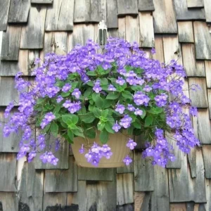 Concord Blue Streptocarpella Live Plant – 4-Pack – 4-7 Inches Tall – Indoor/Outdoor - Image 1