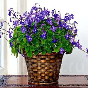 Concord Blue Streptocarpella Live Plant – 4-Pack – 4-7 Inches Tall – Indoor/Outdoor - Image 2