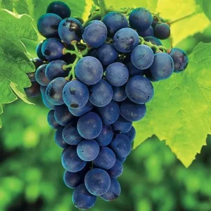 Concord Grape Vine Plant – Live Bareroot 1-2 Years Old – Sweet Fruit – Outdoor - Image 2