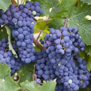 Concord Seedless Grape Vine Live Plant – 2 Year Old, Dark Purple Blue Grapes, Outdoor, 2 Feet Tall - Image 7