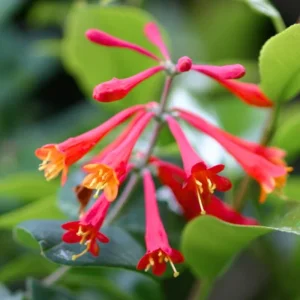 Coral Honeysuckle Vine Live Plant, Fragrant & Cold Hardy, 4-10 Inches Tall - Image 2