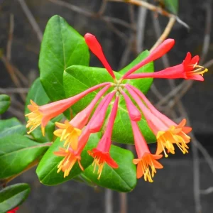 Coral Honeysuckle Vine Live Plant, Fragrant & Cold Hardy, 4-10 Inches Tall - Image 1
