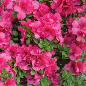 Coral Reblooming Azalea Live Plant – 4 Inch Pot Bush Shrub – Outdoor - Image 3