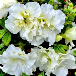Coral Reblooming Azalea Live Plant – 4 Inch Pot Bush Shrub – Outdoor - Image 5