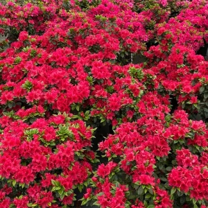 Coral Reblooming Azalea Live Plant – 4 Inch Pot Bush Shrub – Outdoor - Image 8