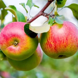 Cortland Apple Tree Live Plant 4-5 Ft Tall - Red Apples, Full Sun - Image 1