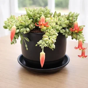 Cotyledon Pendens Live Plant - Trailing Succulent in 4-inch Pot Indoor - Image 4