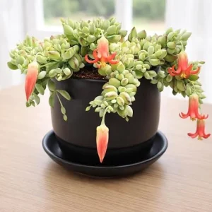 Cotyledon Pendens Live Plant - Trailing Succulent in 4-inch Pot Indoor - Image 5