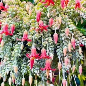 Cotyledon Pendens Live Succulent Plant in 4 Inch Pot - Trailing Houseplant - Image 3