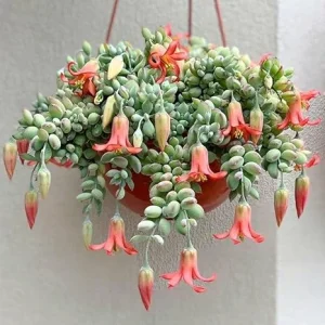 Cotyledon Pendens Succulent Live Plant – 4 Inch Pot – Trailing Indoor Houseplant - Image 2