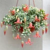 Cotyledon Pendens Succulent Live Plant – 4 Inch Pot – Trailing Indoor Houseplant - Image 1