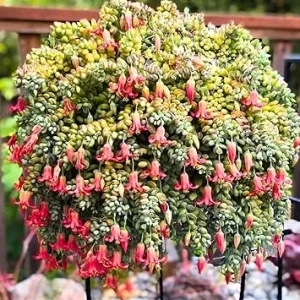 Cotyledon Pendens Succulent Live Plant - Trailing Houseplant in 2 Inch Pot - Image 3