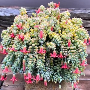 Cotyledon Pendens Succulent Live Plant - Trailing Houseplant in 2 Inch Pot - Image 4