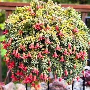 Cotyledon Pendens Succulent Live Plant - Trailing Houseplant in 2 Inch Pot - Image 7