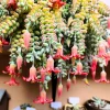 Cotyledon Pendens Succulent Live Plant – Trailing Houseplant in 2 Inch Pot – Indoor/Outdoor - Image 1