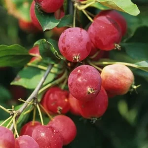 Crabapple Tree Live Plant - 6-12 Inch Flowering Seedling, Outdoor - Image 1