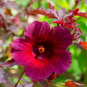 Cranberry Hibiscus Live Plants, Edible Foliage, 2-Pack, 4-8 In. Tall, Red Burgundy - Image 2