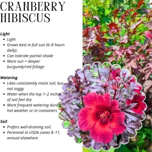 Cranberry Hibiscus Live Plants, Edible Foliage, 2-Pack, 4-8 In. Tall, Red Burgundy - Image 3