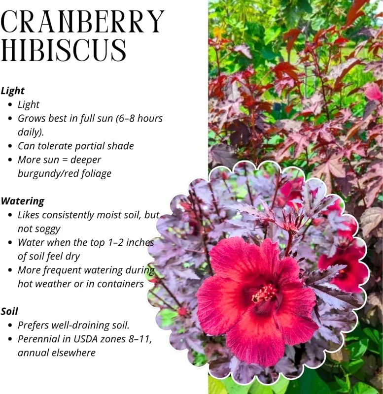 Cranberry Hibiscus Live Plants, Edible Foliage, 2-Pack, 4-8 In. Tall, Red Burgundy - Image 3