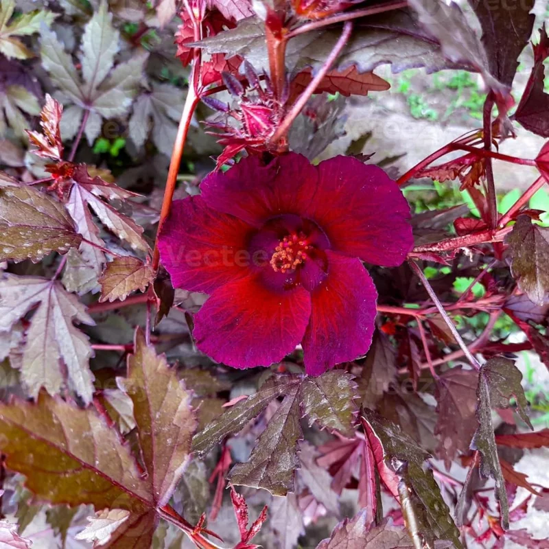 Cranberry Hibiscus Live Plants, Edible Foliage, 2-Pack, 4-8 In. Tall, Red Burgundy - Image 4