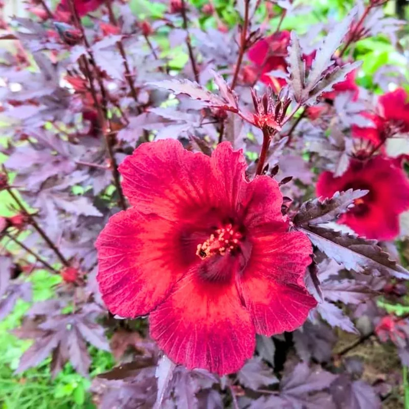 Cranberry Hibiscus Live Plants, Edible Foliage, 2-Pack, 4-8 In. Tall, Red Burgundy - Image 5