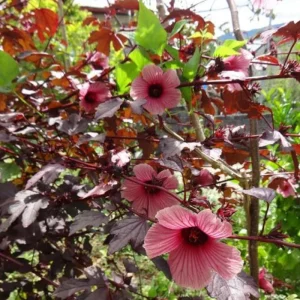 Cranberry Hibiscus Live Plants, Edible Foliage, 2-Pack, 4-8 In. Tall, Red Burgundy - Image 7
