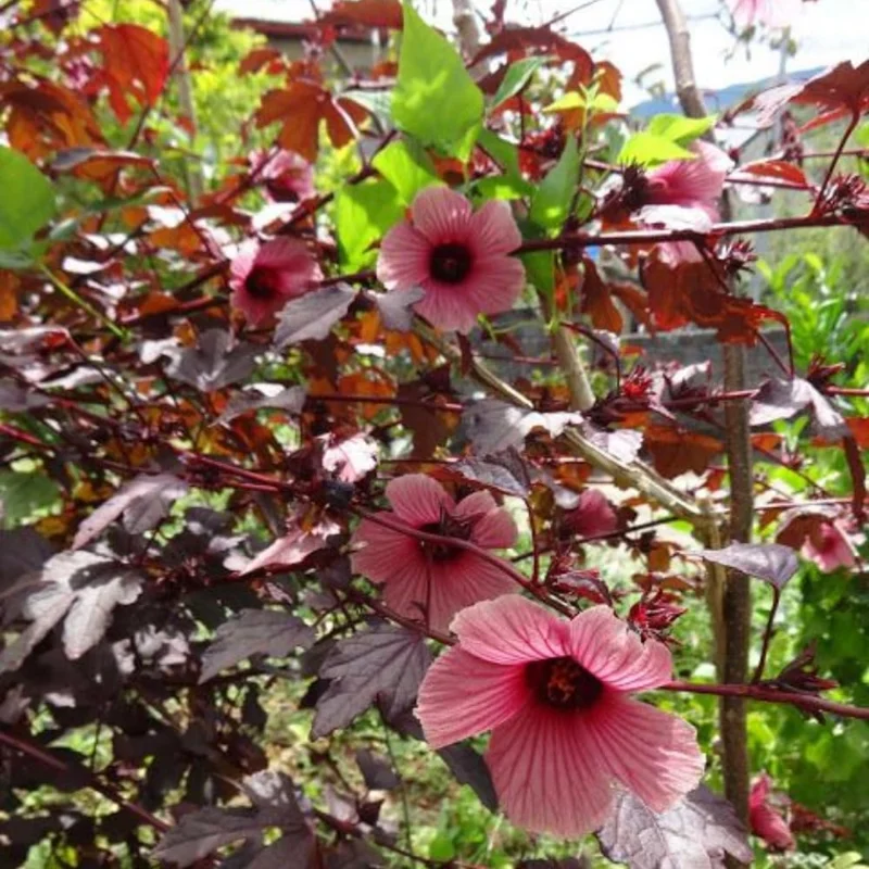 Cranberry Hibiscus Live Plants, Edible Foliage, 2-Pack, 4-8 In. Tall, Red Burgundy - Image 7