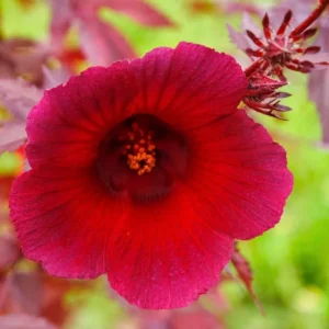 Cranberry Hibiscus Live Plants, Edible Foliage, 2-Pack, 4-8 In. Tall, Red Burgundy - Image 8