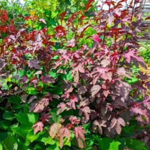 Cranberry Hibiscus Live Plants, Edible Foliage, 2-Pack, 4-8 In. Tall, Red Burgundy - Image 9