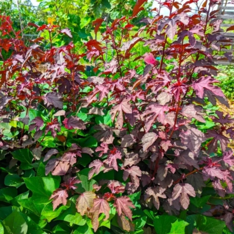 Cranberry Hibiscus Live Plants, Edible Foliage, 2-Pack, 4-8 In. Tall, Red Burgundy - Image 9