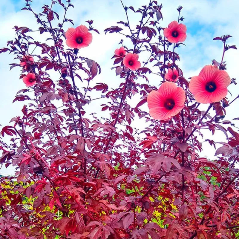 Cranberry Hibiscus Live Plants, Edible Foliage, 2-Pack, 4-8 In. Tall, Red Burgundy - Image 1