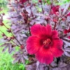 Cranberry Hibiscus Plants Live - 2 Pack, Red Flowering, 4-6" Tall - Image 1