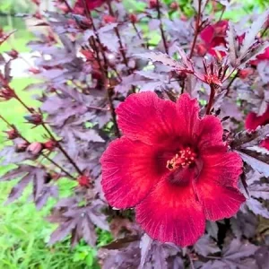 Cranberry Hibiscus Plants Live - 2 Pack, Red Flowering, 4-6