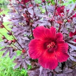 Cranberry Hibiscus Plants Live - 2 Pack, Red Flowering, 4-6