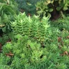 Crassula Tetragona Live Plant - Miniature Pine Tree Succulent, Rooted or Cuttings - Image 1