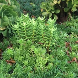 Crassula Tetragona Live Plant - Miniature Pine Tree Succulent, Rooted or Cuttings - Image 1