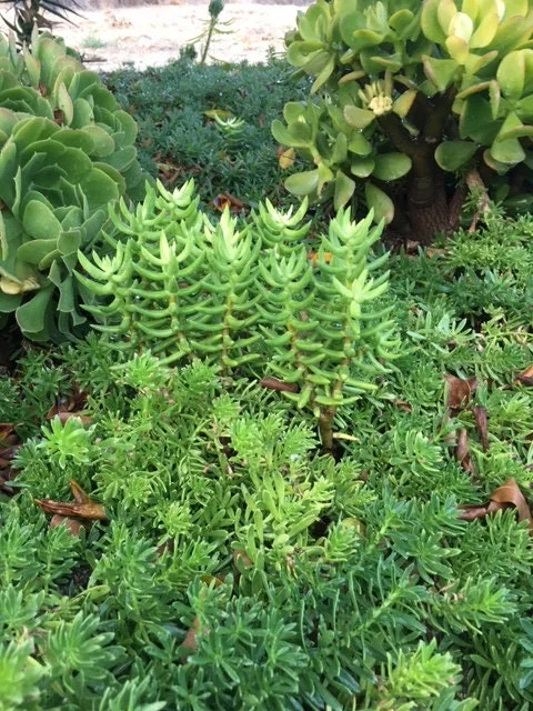 Crassula Tetragona Live Plant - Miniature Pine Tree Succulent, Rooted or Cuttings - Image 1