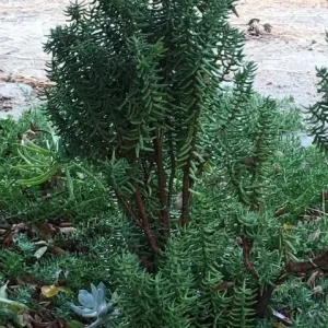 Crassula Tetragona Live Plant - Miniature Pine Tree Succulent, Rooted or Cuttings - Image 2