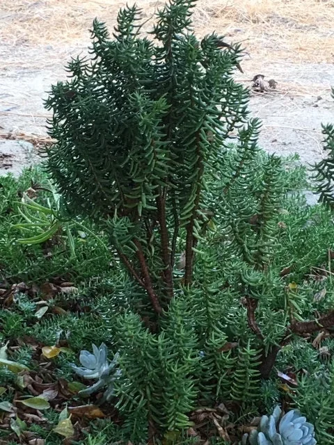 Crassula Tetragona Live Plant - Miniature Pine Tree Succulent, Rooted or Cuttings - Image 2