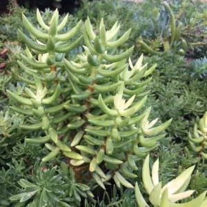 Crassula Tetragona Live Plant - Miniature Pine Tree Succulent, Rooted or Cuttings - Image 3