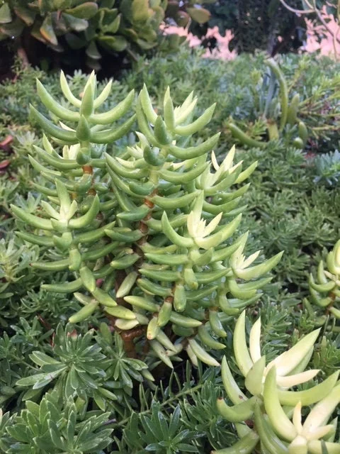 Crassula Tetragona Live Plant - Miniature Pine Tree Succulent, Rooted or Cuttings - Image 3