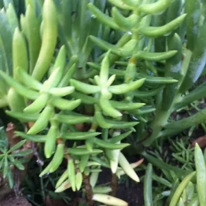 Crassula Tetragona Live Plant - Miniature Pine Tree Succulent, Rooted or Cuttings - Image 4